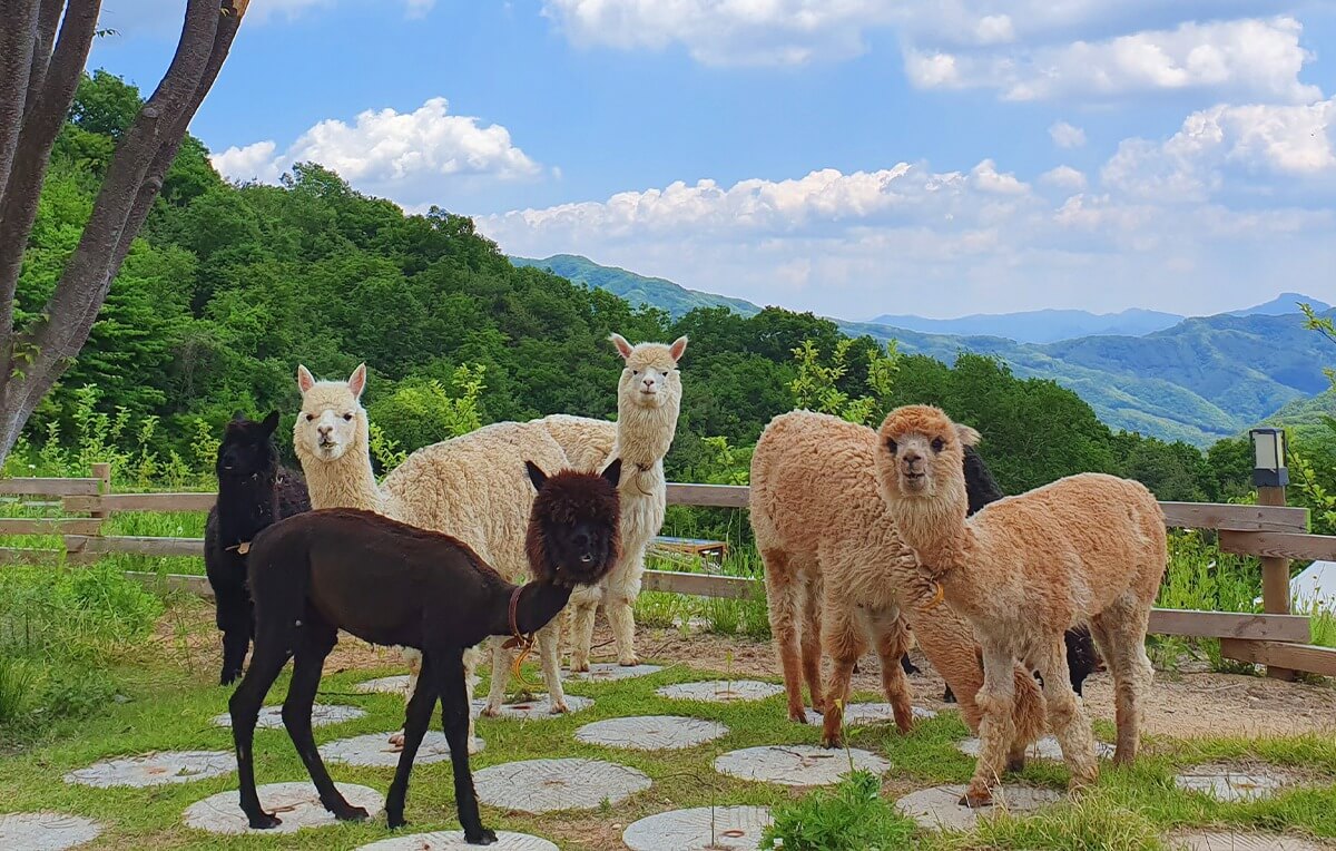 Alpaca World