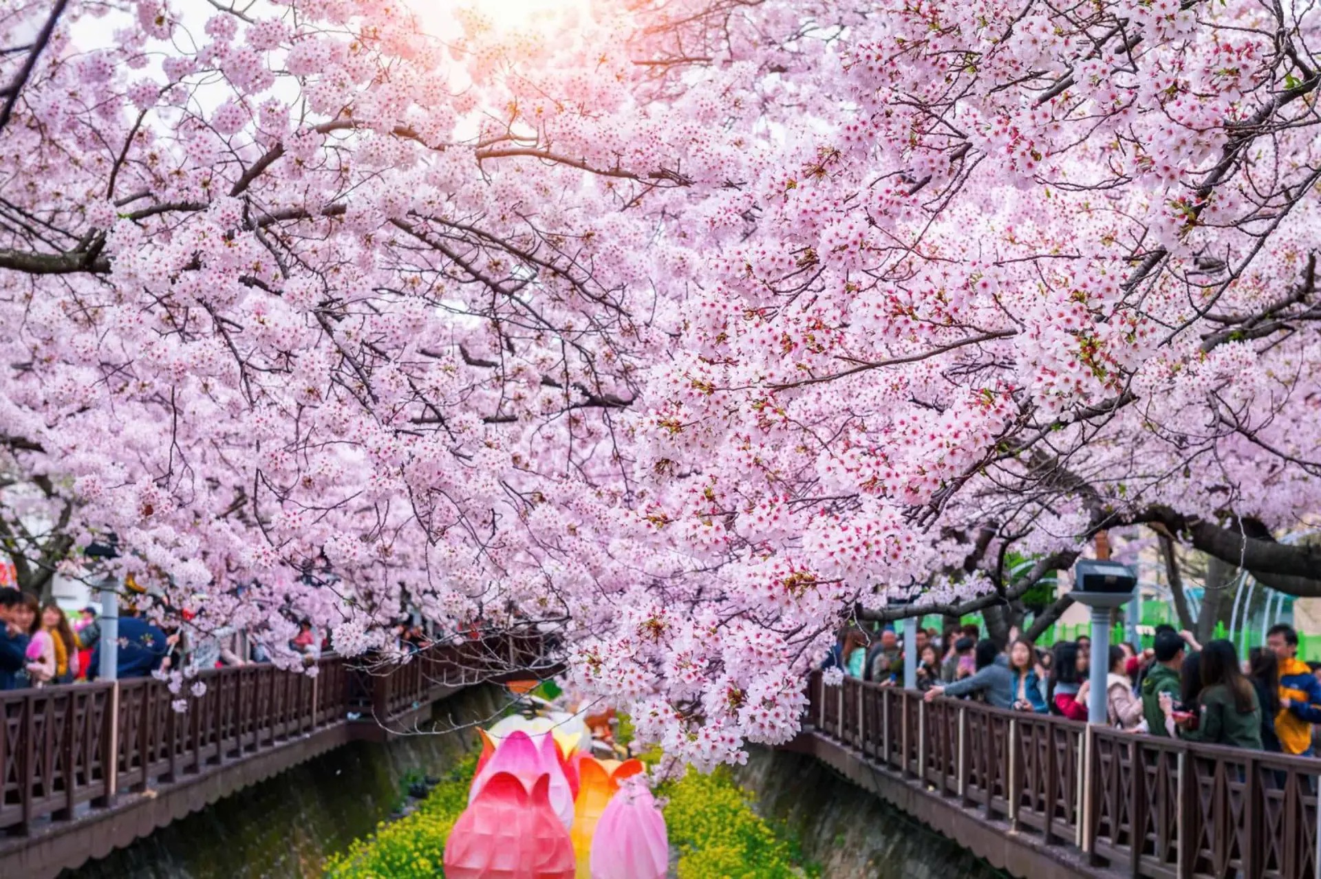 Kyoto Cherry Blossom