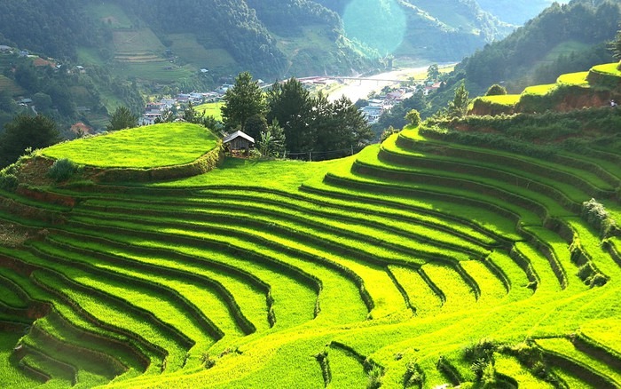 Ruộng bậc thang xanh mướt