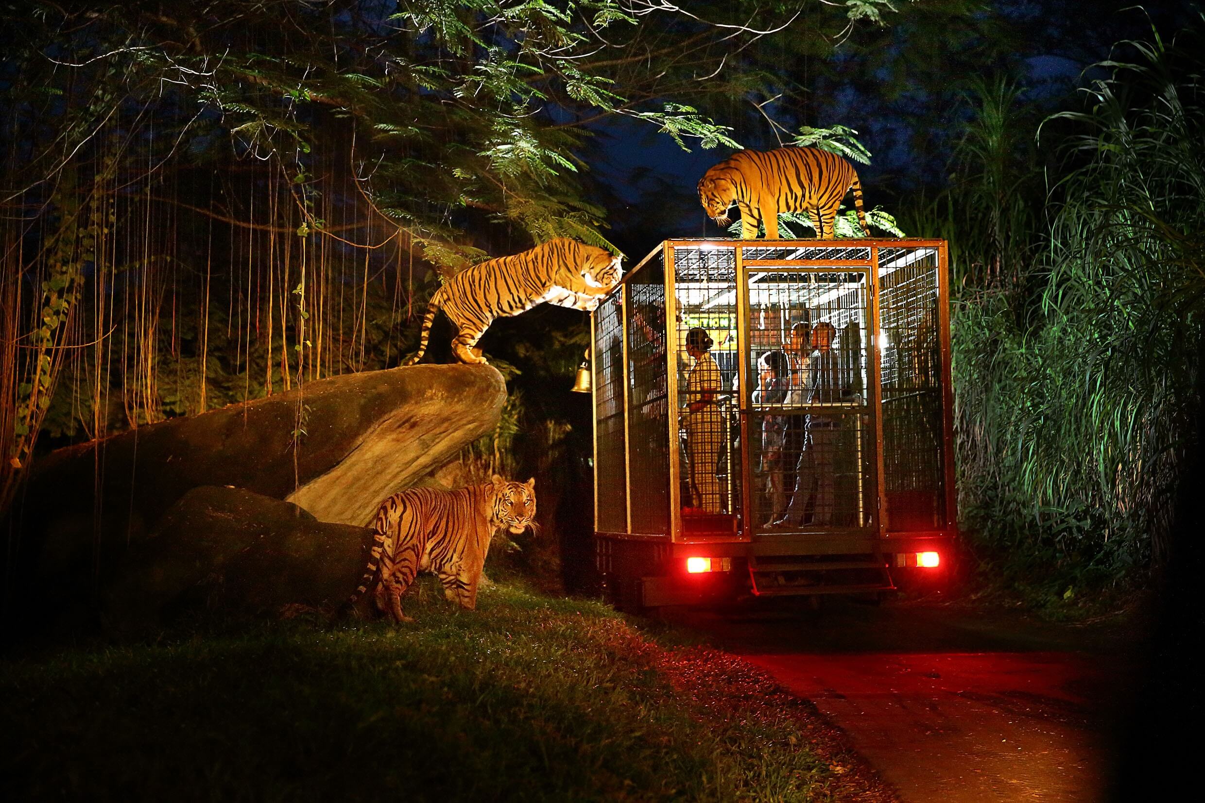 Sở thú Night Safari Singapore
