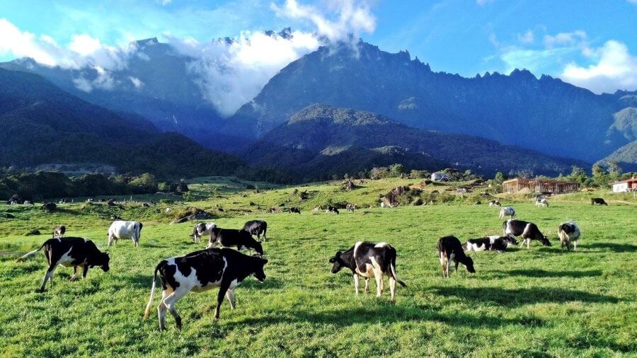Trang trại núi Kinabalu