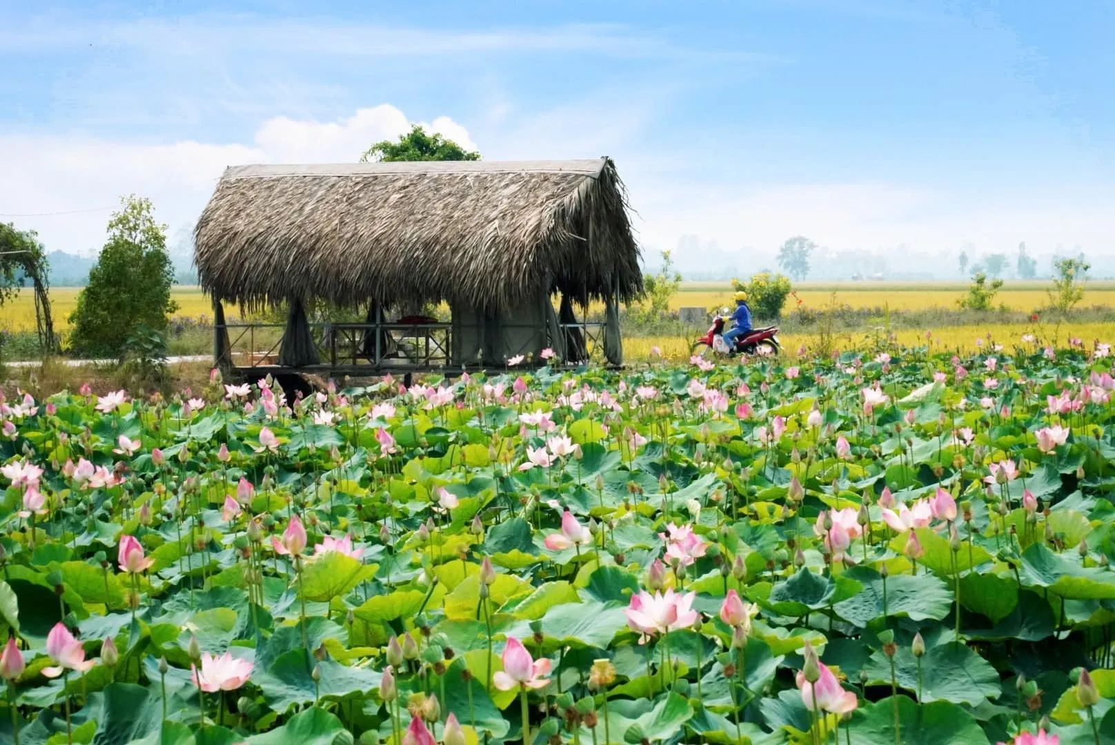 Du lịch Đồng Tháp