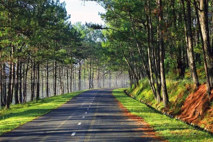 Rừng thông Đà Lạt