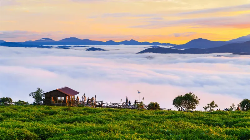 Săn mây đồi chè Cầu Đất