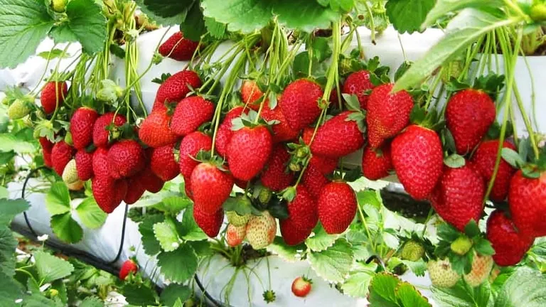 Vườn dâu Đà Lạt